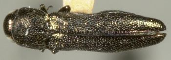 Media type: image;   Entomology 2140 Aspect: habitus dorsal view